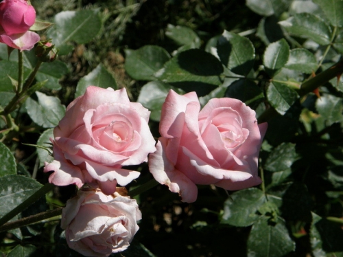 Срезочный сорт Анастасия: как вырастить легендарные белые розы