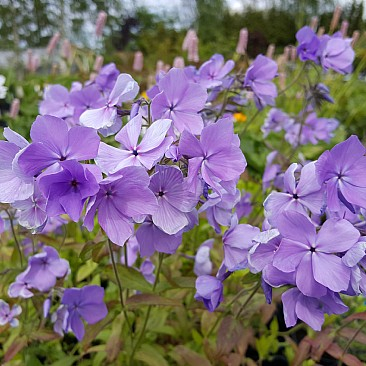 Флокс с анютиными глазками