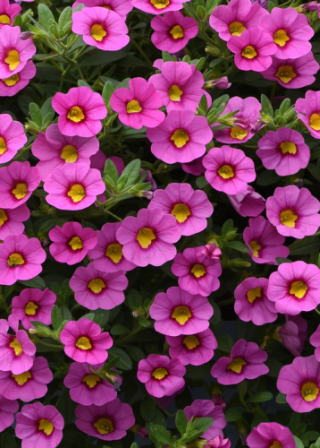 Калибрахоа Каблум Лайт Пинк Бласт (Семена Профи) - семена однолетних цветов - ку