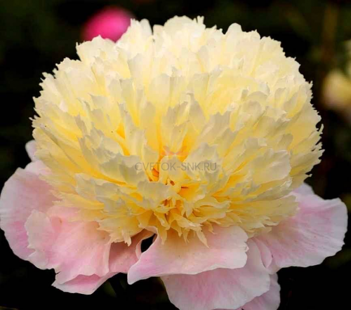 Paeonia lactiflora 'Bowl of Beauty' - paeony or peony Paeonia lactiflora, Beauti