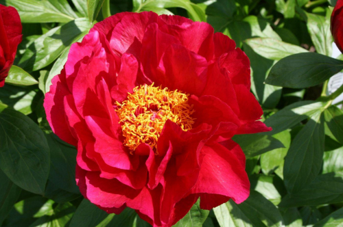 Пион постильон фото и описание Paeonia Postillion. КФХ