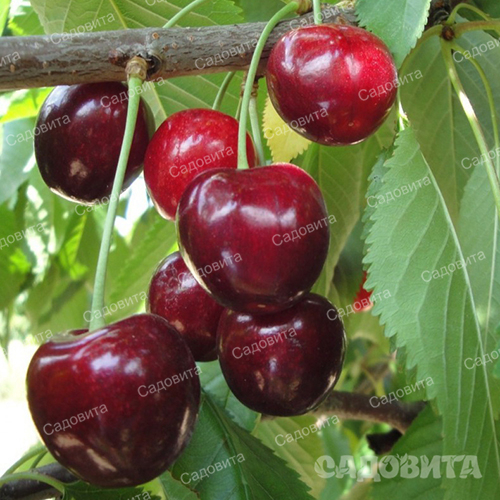 Дюк(гибрид черешни и вишни) Ходоса