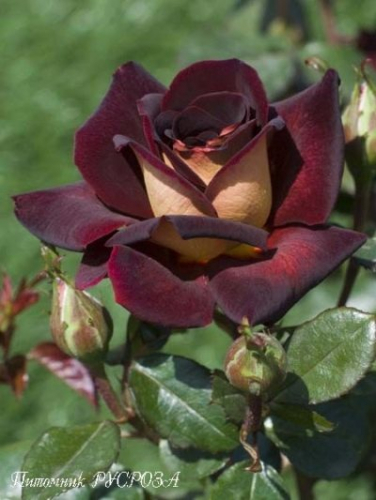 Презентация "По страницам Красной книги Липецкой области"