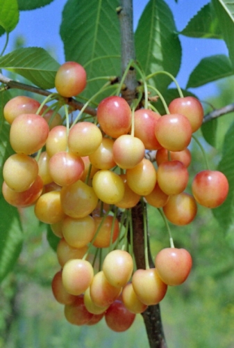 Порно оқиға құлдыққа сатылды