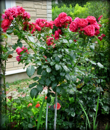Rosa (Роза) Cherry Girl Pa80 ОКС. Остаток шт 4