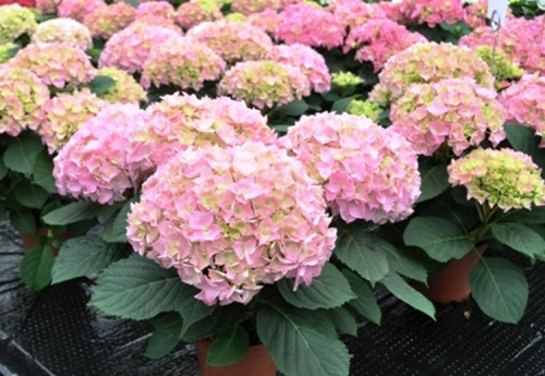Forever Pink Hydrangea (Hydrangea macrophylla 'Forever Pink') at Connon Nurserie