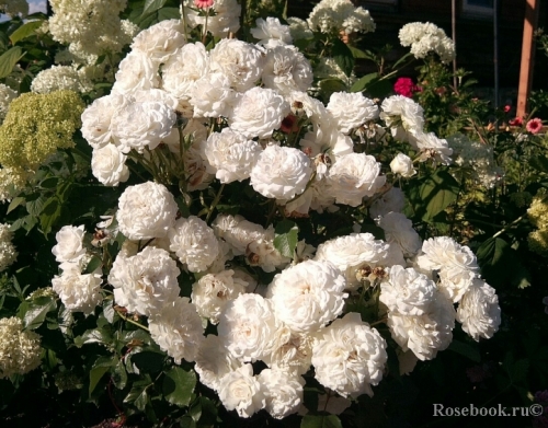 rose har