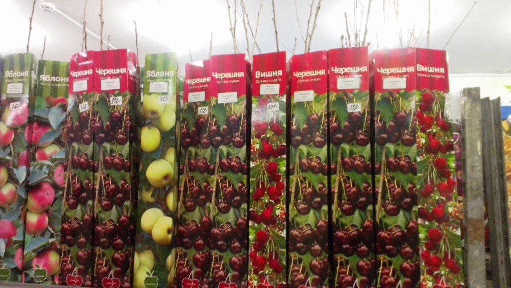 Где Купить Плодовые Саженцы В Екатеринбурге