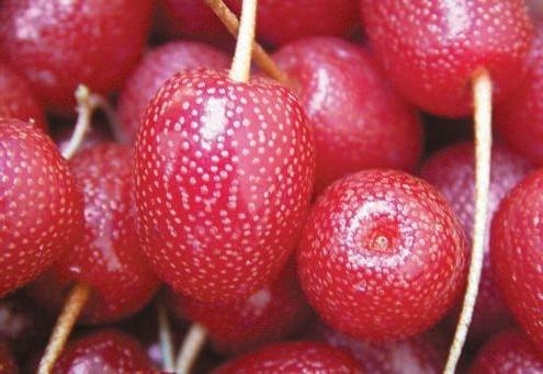 Гуми Монерон. Саженцы
