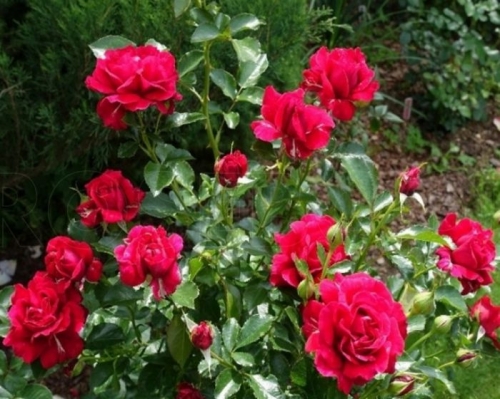 rose har