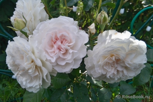 rose har