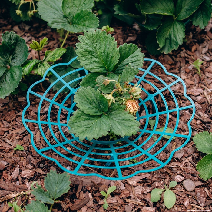 Кустодержатель для клубники, d=30.5 см, пластик, зелёный