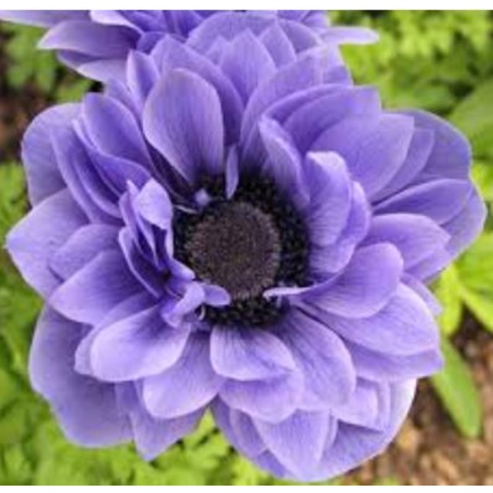 Анемона корончатая махровая Блу 5/6 р-р, 10 шт. Весна 2026