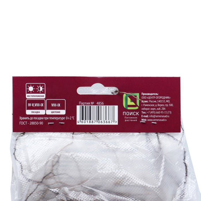 Астра кустарниковая Кристина р-р I, 1 шт. Весна 2026