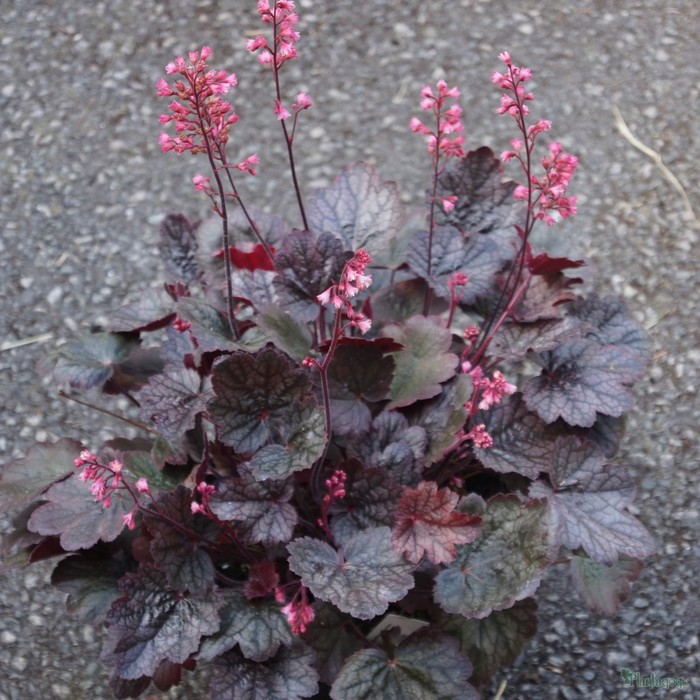 Гейхера (Хеухера) гибридная Регина р-р I, 1 шт. Весна 2026