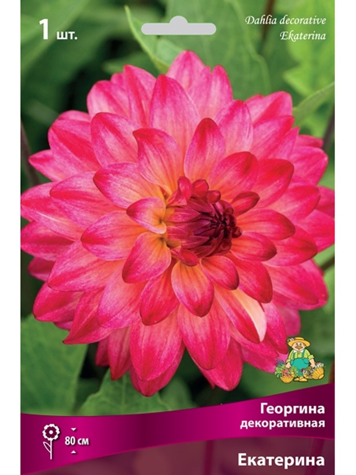 Георгина декоративная Екатерина Разбор I, 1 шт.