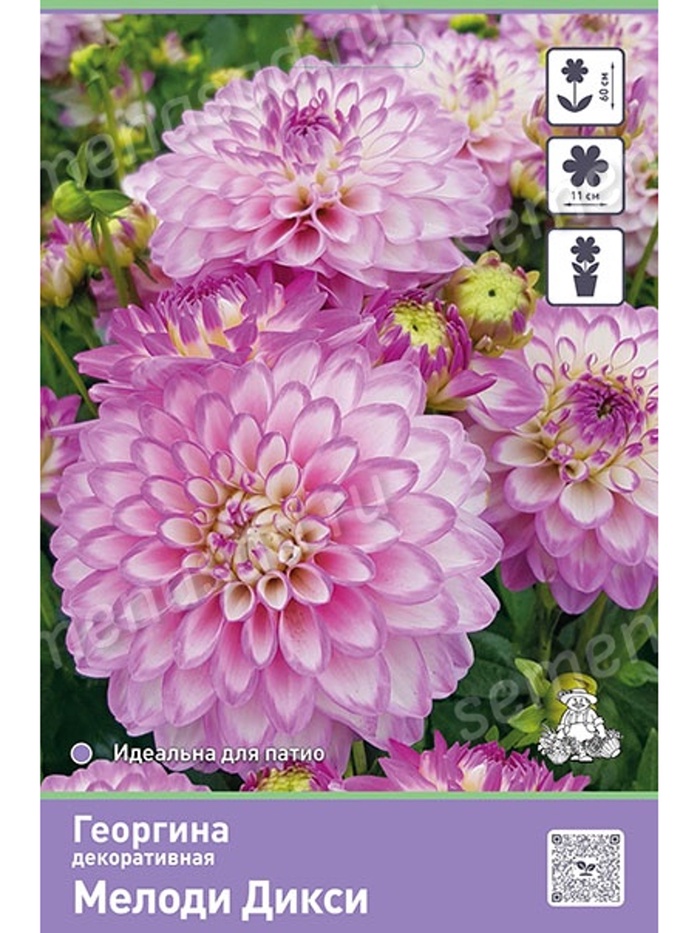 Георгина декоративная Мелоди Дикси Разбор I, 1 шт.