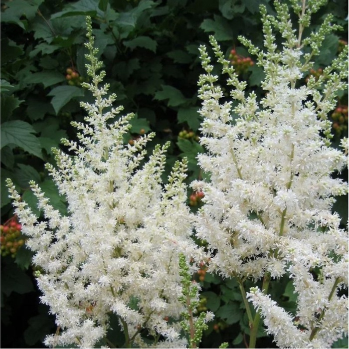 Астильба китайская «Вижнс ин Вайт», 1 шт., Весна 2026, «ПОИСК»