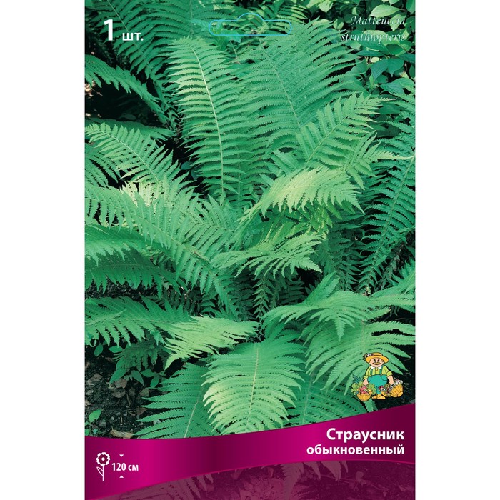 Папоротники Страусник обыкновенный, 1 шт., р-р I, Весна 2026