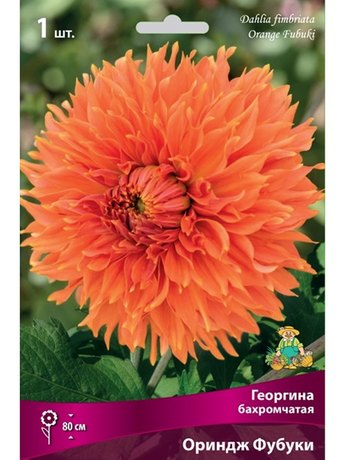 Георгина бахромчатая Ориндж Фубуки Разбор I, 1 шт.