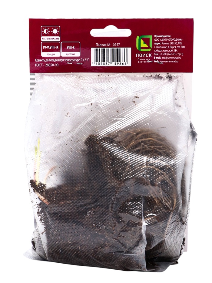 Астра кустарниковая Аннеке р-р I, 1 шт. Весна 2026