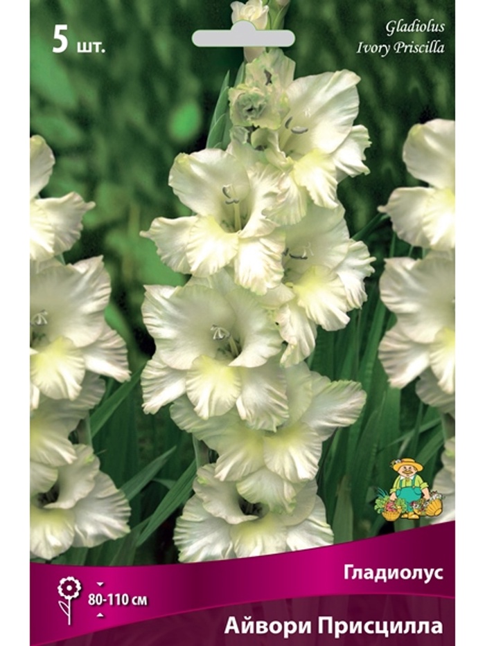 Гладиолус крупноцветковый Айвори Присцилла Разбор 10/12, 5 шт.
