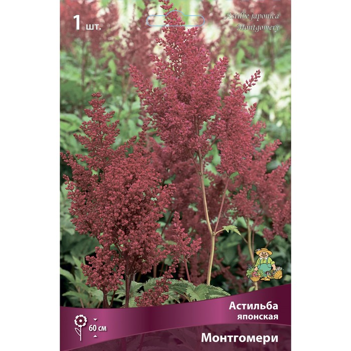 Астильба японская Монтгомери I р-р, 1 шт. Весна 2026