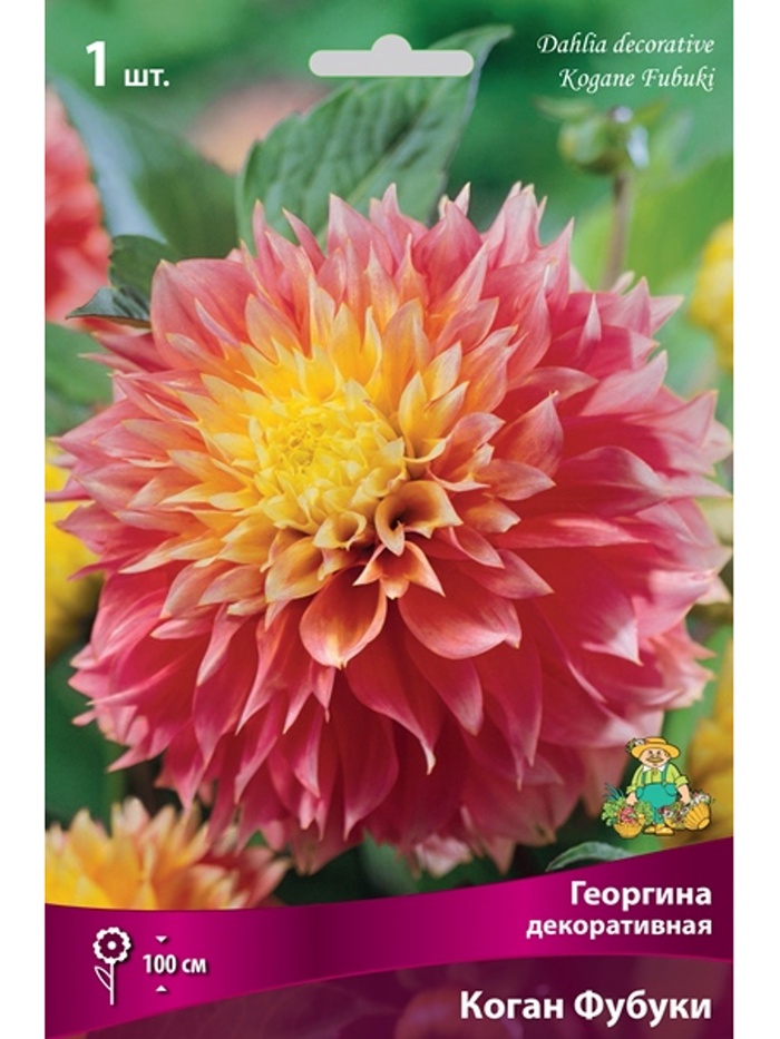 Георгина декоративная Коган Фубуки Разбор I, 1 шт.