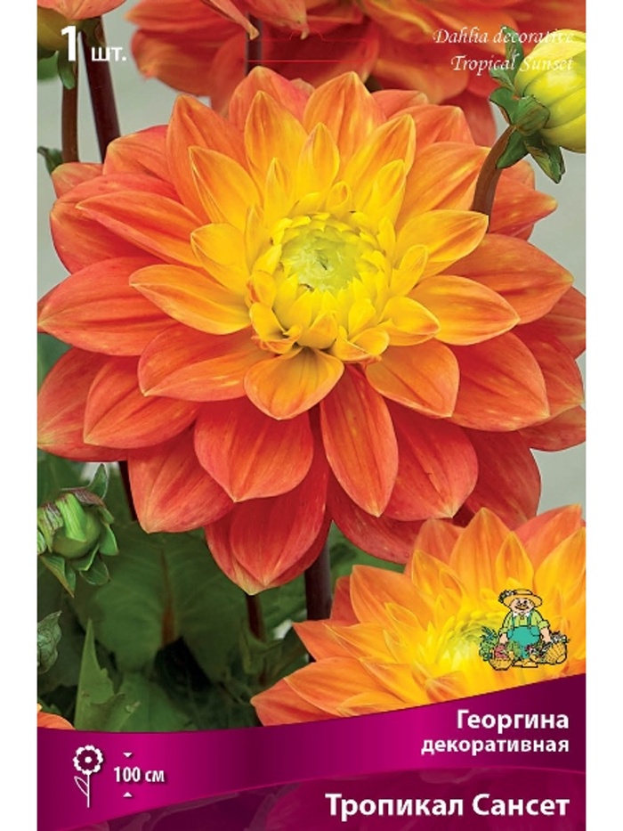 Георгина декоративная Тропикал Сансет Разбор I, 1 шт.