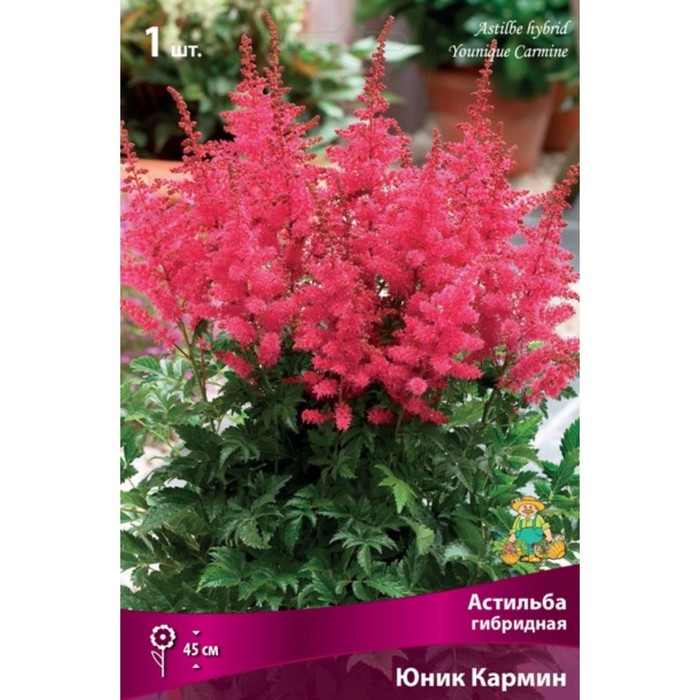 Астильба гибридная патио Юник Кармин 1 шт., р-р I Весна 2026