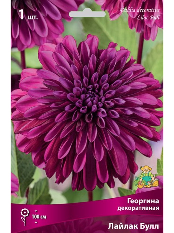 Георгина декоративная Лайлак Булл Разбор I, 1 шт.