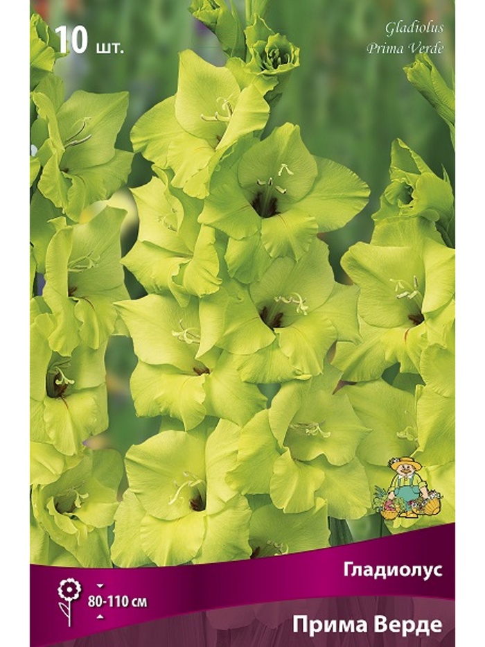 Гладиолус крупноцветковый Прима Верде Разбор 10/12, 10 шт.