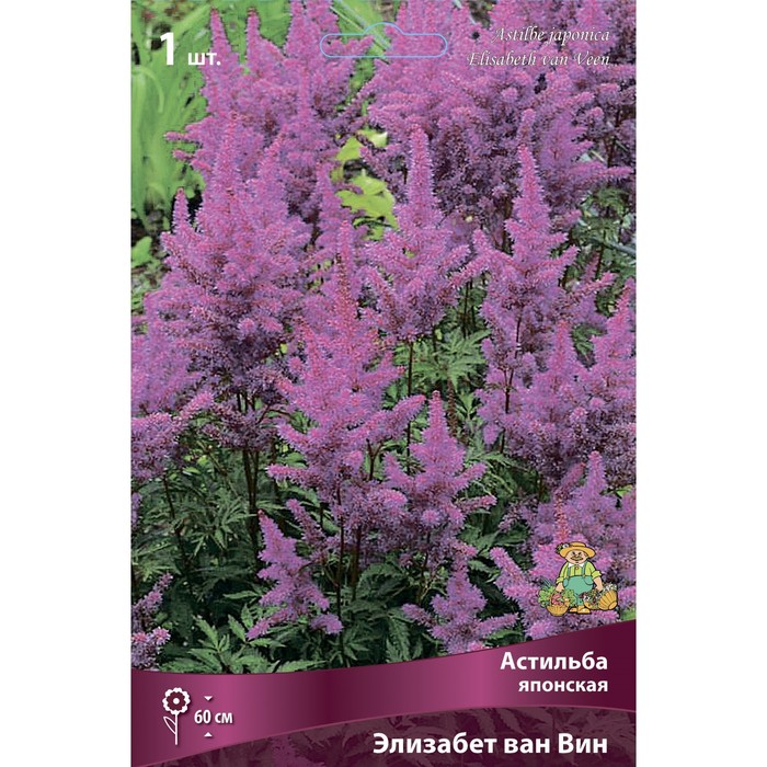 Астильба японская Элизабет ван Вин I р-р, 1 шт. Весна 2026