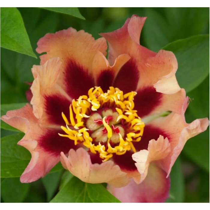 Пион ИТО-гибрид Курт Джестер, 2-3 р-р, 1 шт., Весна 2026