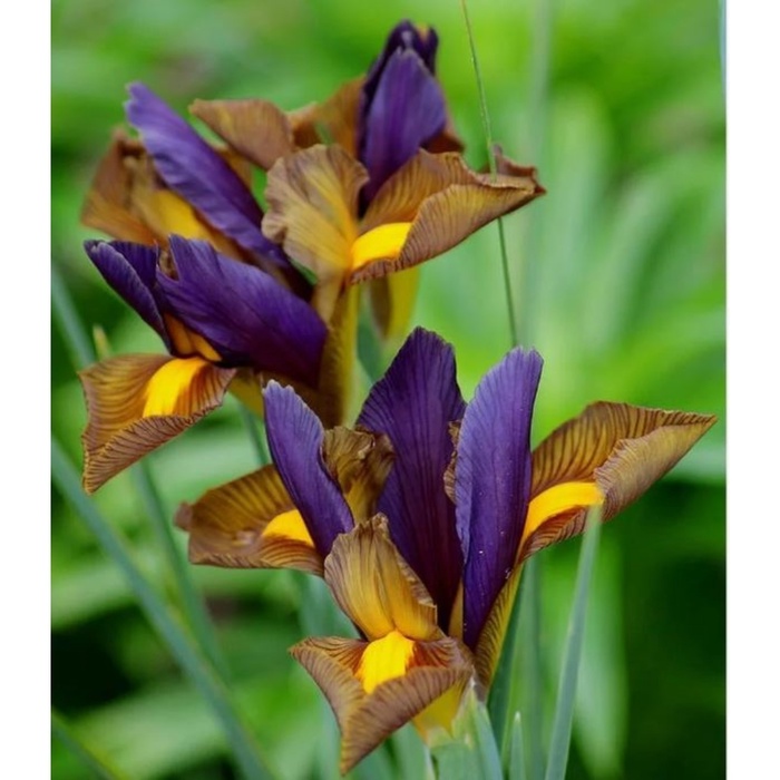 Ирис голландский Тайгерай, 6/7 р-р, 10 шт., Весна 2026