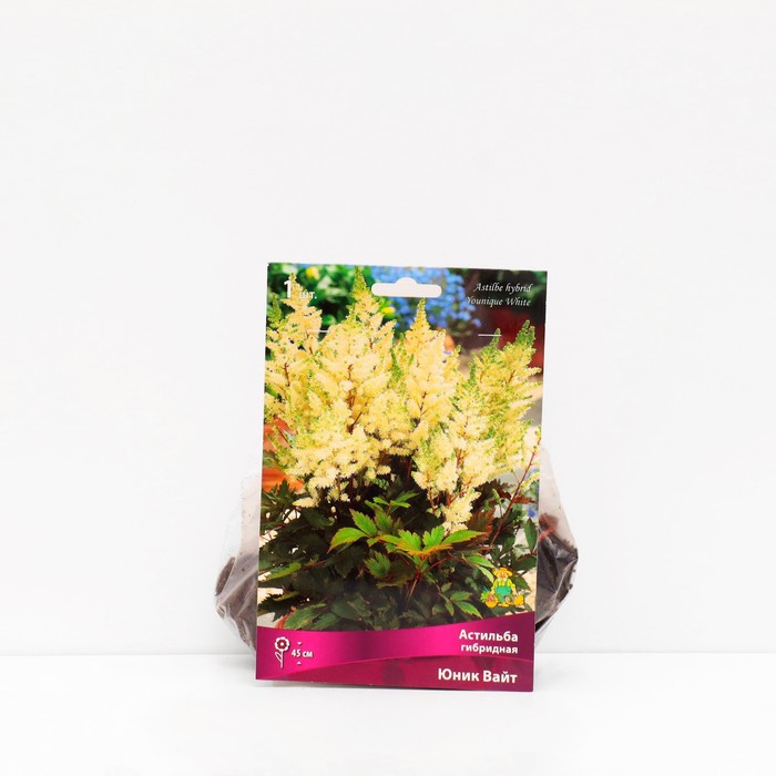 Астильба гибридная патио Юник Вайт 1 шт., р-р I Весна 2026