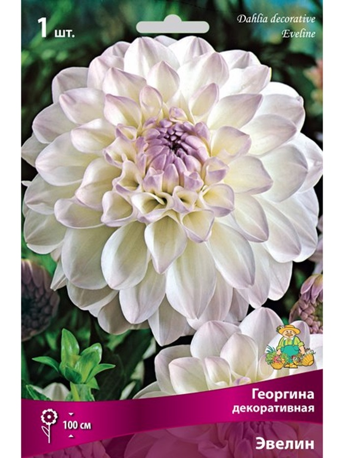 Георгина декоративная Эвелин Разбор I, 1 шт.