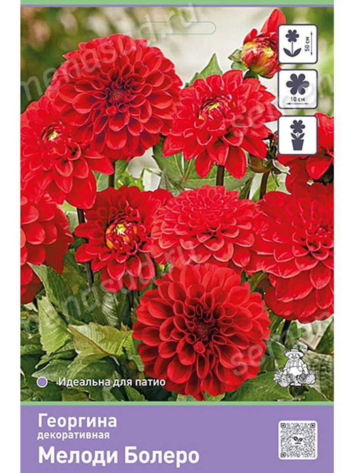 Георгина декоративная Мелоди Болеро Разбор I, 1 шт.