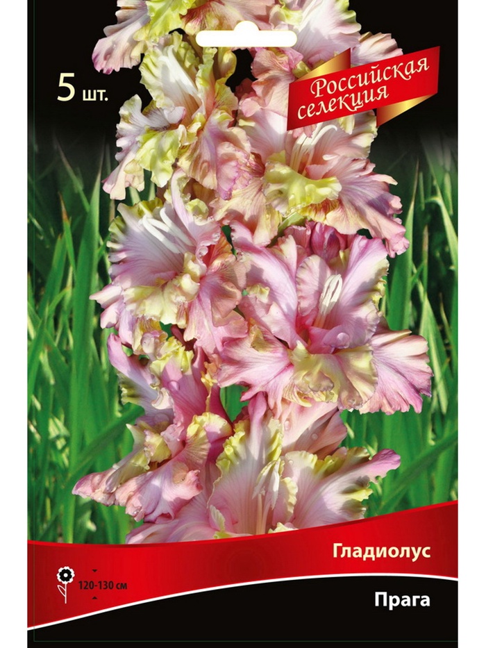 Гладиолус крупноцветковый Прага Разбор 10/12, 5 шт.
