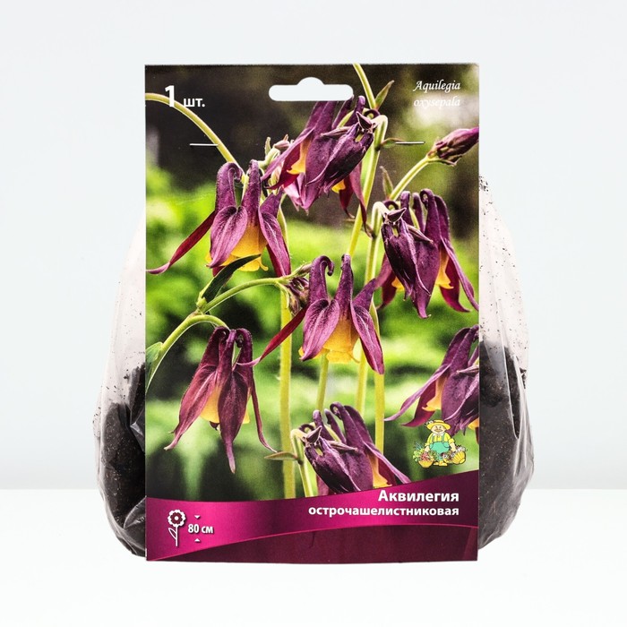 Аквилегия острочашелистиковая р-р I, 1 шт. Весна 2026