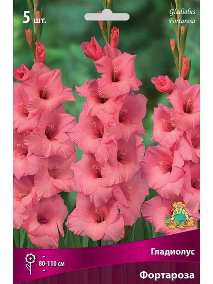 Гладиолус крупноцветковый Фортароза Разбор 10/12, 5 шт.