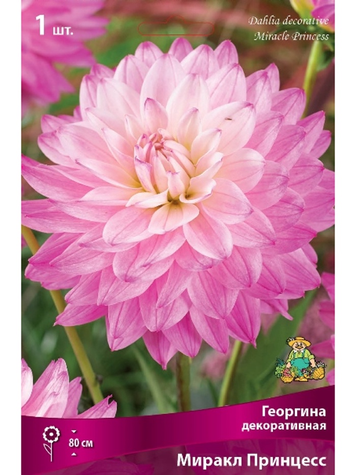 Георгина декоративная Миракл Принцесс Разбор I, 1 шт.