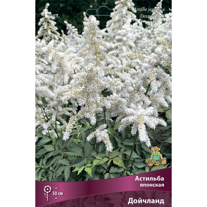 Астильба японская Дойчланд I р-р, 1 шт. Весна 2026