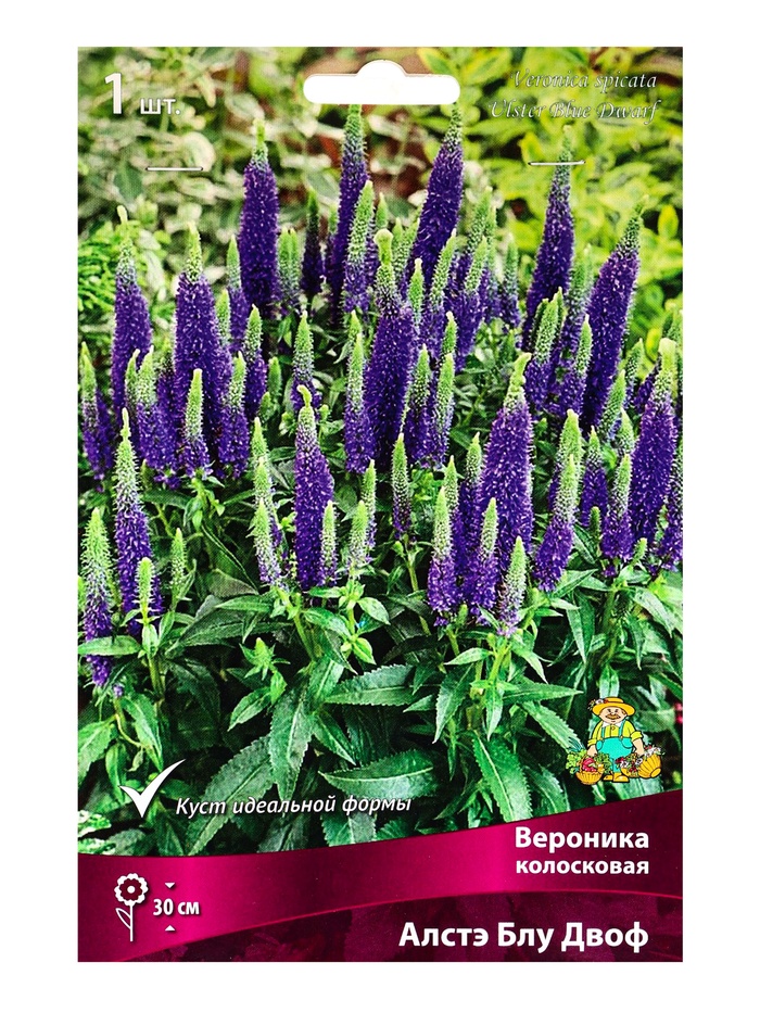 Вероника колосковая Алстэ Блу Двоф р-р I, 1 шт. Весна 2026