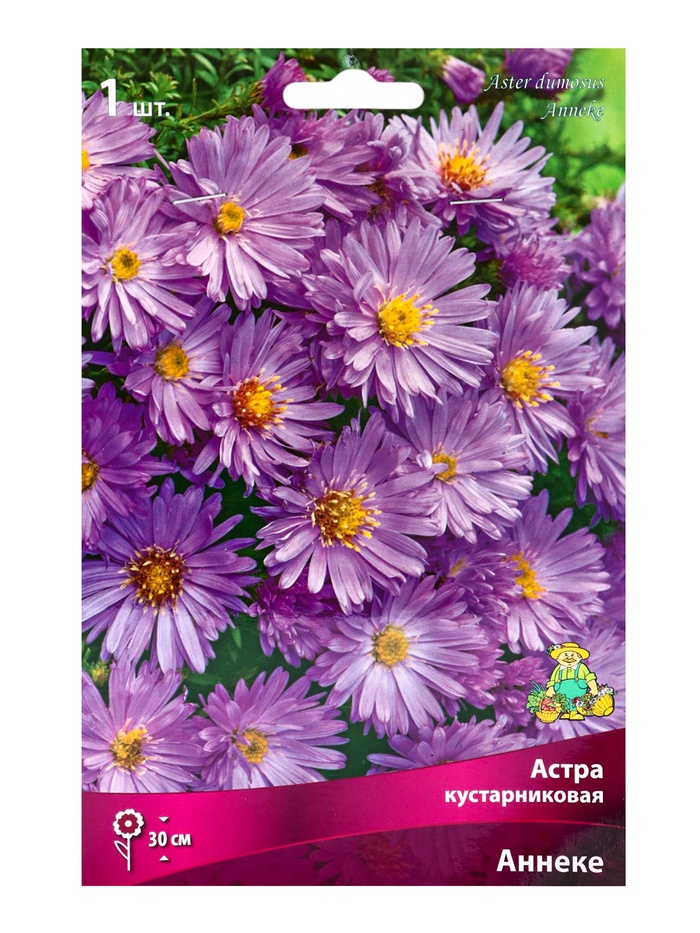 Астра кустарниковая Аннеке р-р I, 1 шт. Весна 2026