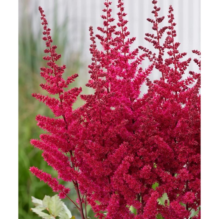 Астильба китайская Вижн Вулкано, I р-р, 1 шт. Весна 2026