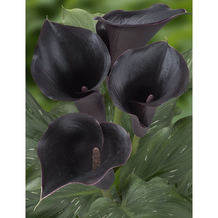 Калла Мемориз, р-р 14/16, 1 шт., Весна 2026