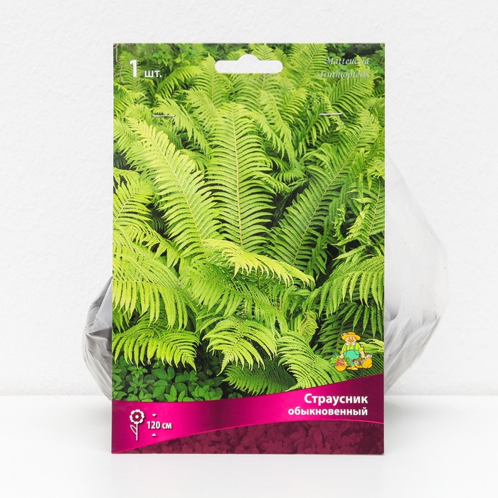Папоротники Страусник обыкновенный, 1 шт., р-р I, Весна 2026