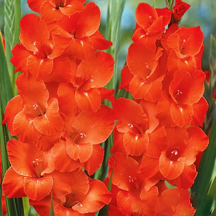 Гладиолус крупноцветковый Эдванс р-р 10/12, 10 шт. Весна 2026