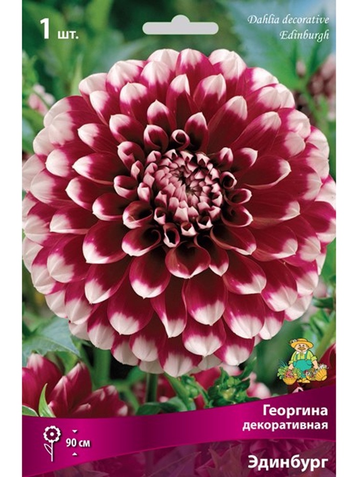 Георгина декоративная Эдинбург Разбор I, 1 шт.
